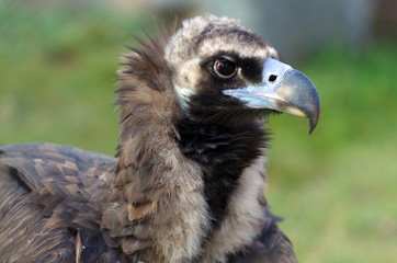 vulture
