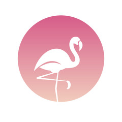 Flamingo in the pink circle. Icon design. Vector illustration.