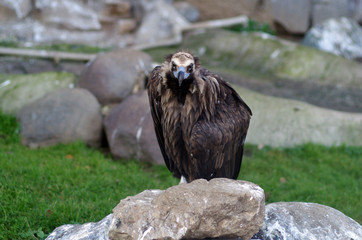 vulture