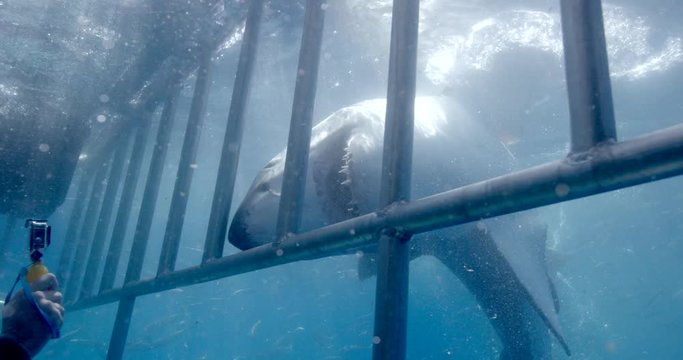 Great White Shark bumps into shark cage at Guadalupe Island