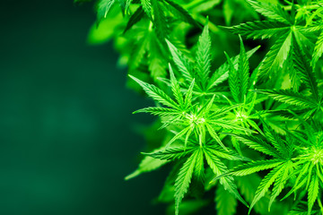 Cannabis flowers. Growing indoor cultivation. Planting weed. Top view. Medical cannabis and...