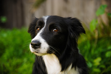 Border Collie dog close up portrait