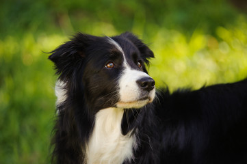 Black and white Border Collie dog portrait in green grass