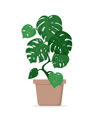 Vector illustration of tropical plant monstera in pot for house isolated on white background in flat cartoon style.