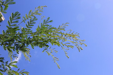 青空を背景に見上げるミモザの若葉(宮城県)