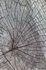 Close Up of the Face of an Aging Log Cut With a Chainsaw