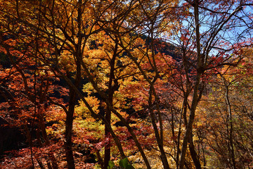 逆光の紅葉の木々