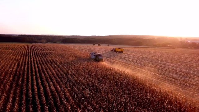 Krepa, Poland - October 5, 2018: aerial with combine cutting corn on field in golden sunset light. 