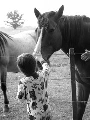 Caricias para el caballo