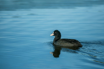 Black coot with white beak, Fulica atra, swimming in blue water lake making wavelets on a bright sunny day, copy space