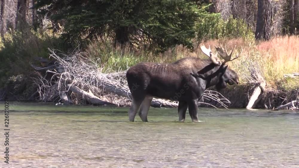 Wall mural Rutting Shiras Moose Bull in River