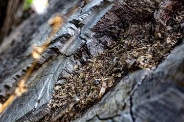 Close Up of an Old Tree Stump With Sawdust From Being Cut.