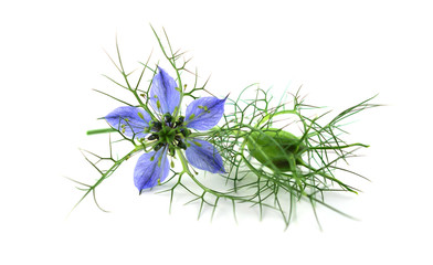 Isolated Nigella Sativa.