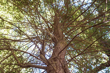 Fototapeta premium a leafy pine seen from below
