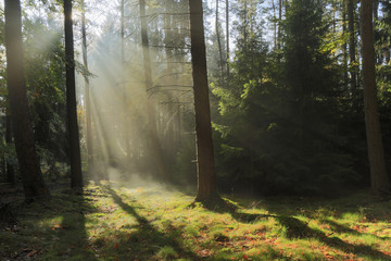 Autumnal nature season./ Autumn magic misty sun rays in forests of north Poland