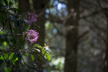 small pink wild flower