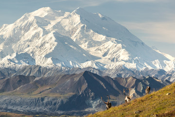 Majestic caribou bull in front of the mount Denali, ( mount Mckinley), Alaskal