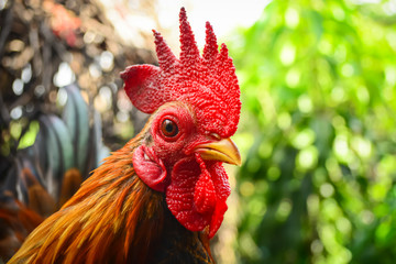 Cute dwarf chicken in the farm
