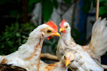 Cute dwarf chicken in the farm