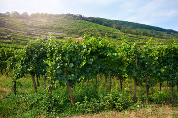 Fototapeta na wymiar View across the rows of grapevines at vineyards in Alsace France.Vineyard with ripe grapes in the sun for the harvest season/Vineyard on the slopes of the mountains