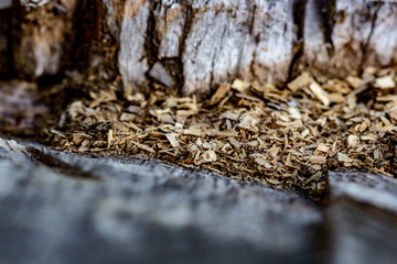 Close Up of an Old Tree Stump With Sawdust From Being Cut.