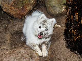 White Japanese Spitz puppy covered in dirt