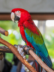 Large red scarlet macaw Ara macao