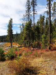 Foliage in vibrant fall colors of red and yellow along the shores of Elk Lake in the Cacade Mountains in Oregon.