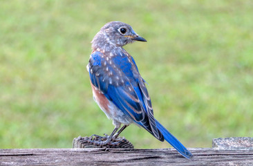 blue bird on a fence
