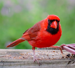 Cardinal