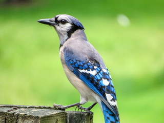 blue jay on a fence