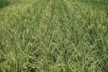 Rice is the food of the Ezekiel.