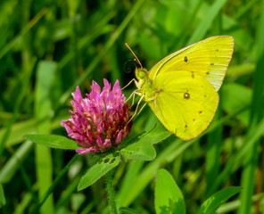 butterfly on a flower
