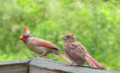 cardinals on a fence 