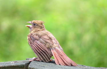 baby cardinal