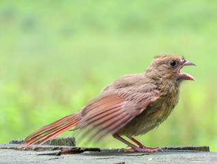 baby cardinal