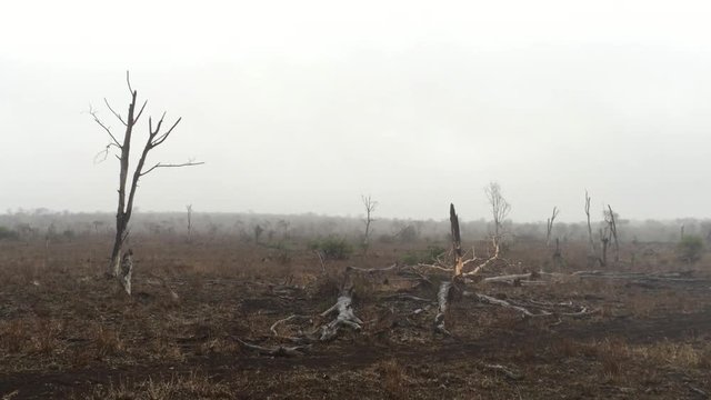 A female cheetah, Acinonyx jubatus walking in the mist on a? winters day at the Zimanga game reserve in the KwaZulu Natal region of South Africa