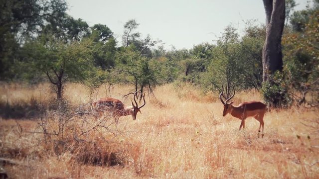 Impala fighting in the african sabana