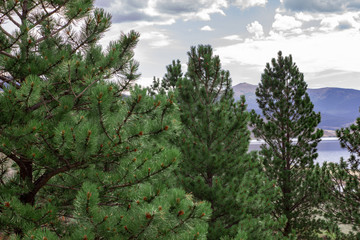 Pine Trees