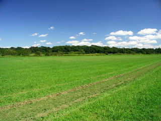 Fototapeta premium 秋の江戸川河川敷風景