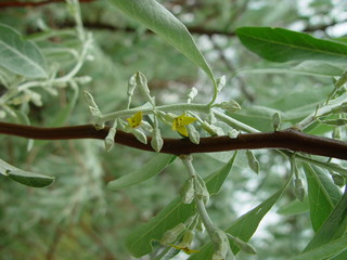 Elaeagnus commutata bloom. Loch silver. The nature of Russia.