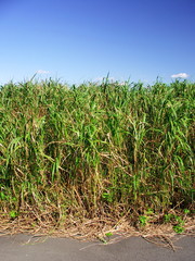 Obraz premium 荻と青空