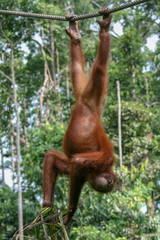 Young orangutan hanging upside-down by feet from a rope in a forest in Borneo, grasping at some vegetation and winking 