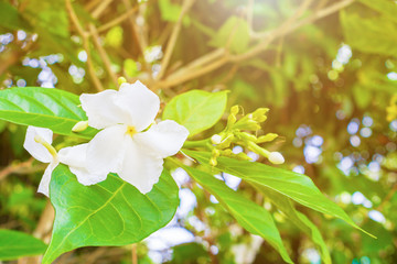 Cosmetic Bark Tree or Inda, Orange Jessamine, Satin-wood, white flower beautiful, selective focus (Scientific name Wrightia antidysenterica R. Br.)
