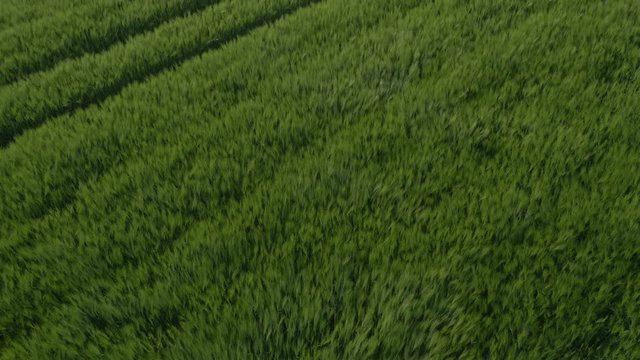 Aerial - Young wheat swaying in wind of a multicopter