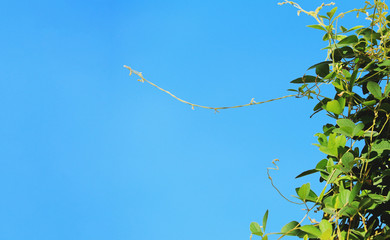 green plant against the blue sky
