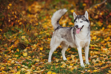 Siberian husky dog with blue eyes stands in autumn forest