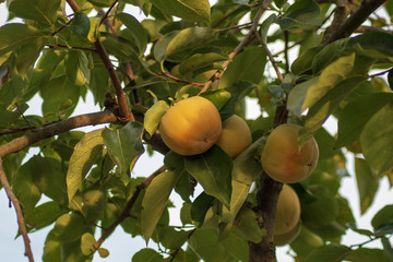 Kaki fruit tree 