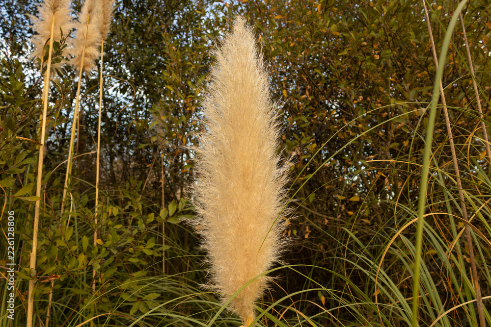 Wall mural cortaderia selloana(schult. & schult. f.) asch. & graebn