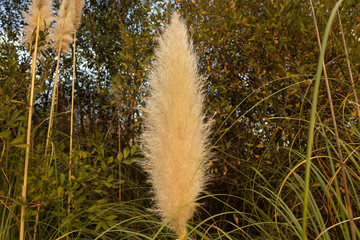 cortaderia selloana(Schult. & Schult. f.) Asch. & Graebn